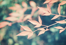 沙尔克大比分战胜对手，实力显著提升